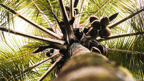 An image of a low-angle perspective looking up into the trunk towards the crown of fronds and clusters of coconut tree.