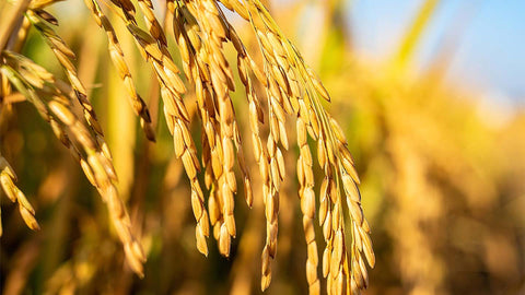 A close up photo of golden rice grains still attached to their stems in a sunlit rice field