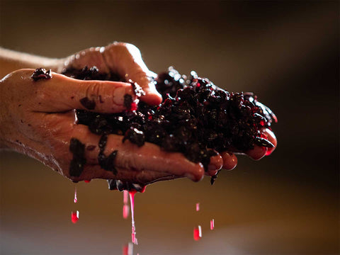 Two hands cupped together to hold a handful of crushed grapes, red juice dripping down
