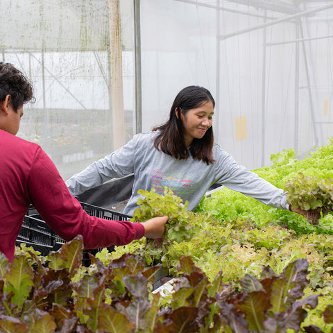 Living Lettuce