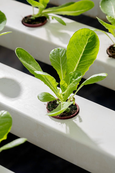 Living Lettuce