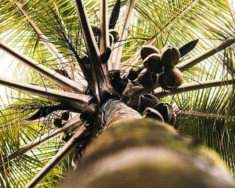 consider-the-coconut-hero.jpg__PID:e601db91-5e4b-4852-9427-ae74dd2a5ad2