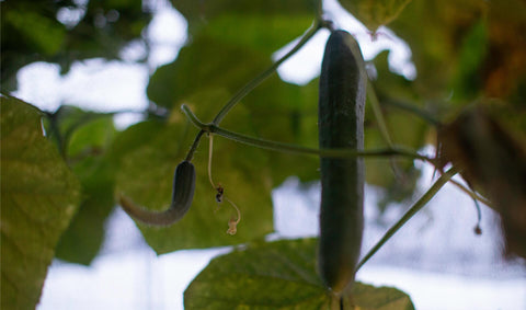 Japanese Cucumbers